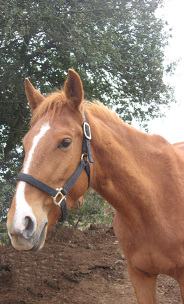 horse