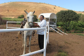 horse and cherry